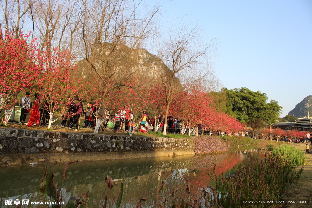 柳州龙潭公园桃花