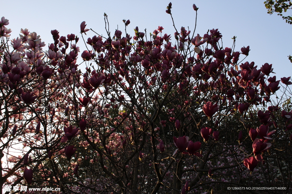 柳州龙潭公园玉兰花