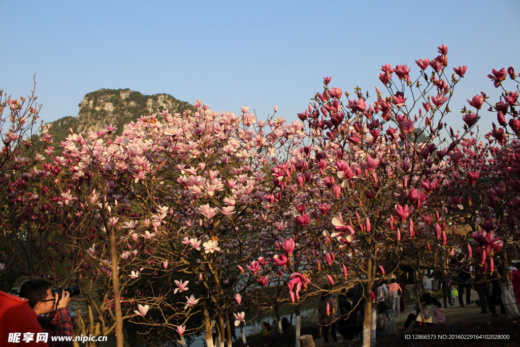 柳州龙潭公园玉兰花