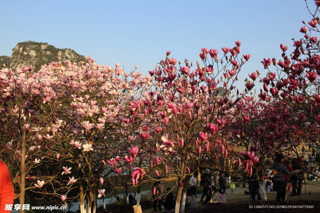 柳州龙潭公园玉桃花
