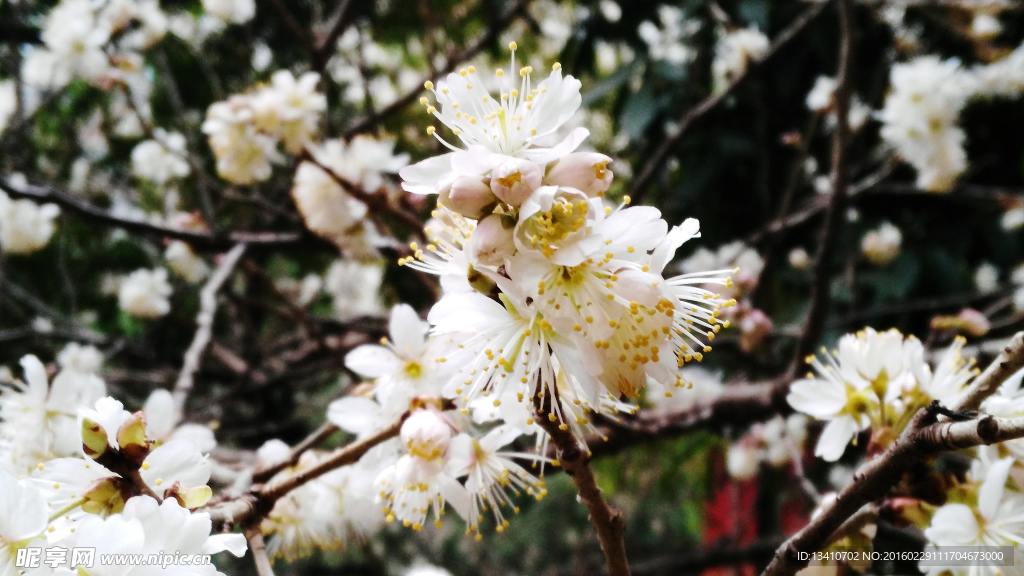 白梅特写高清摄影