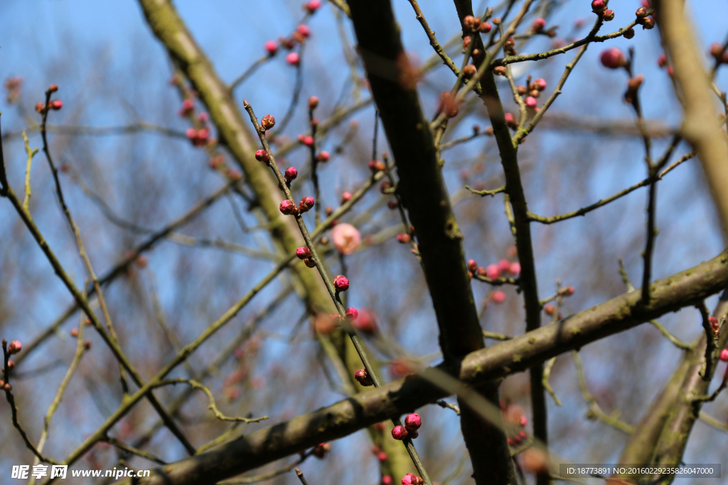 梅花盛开