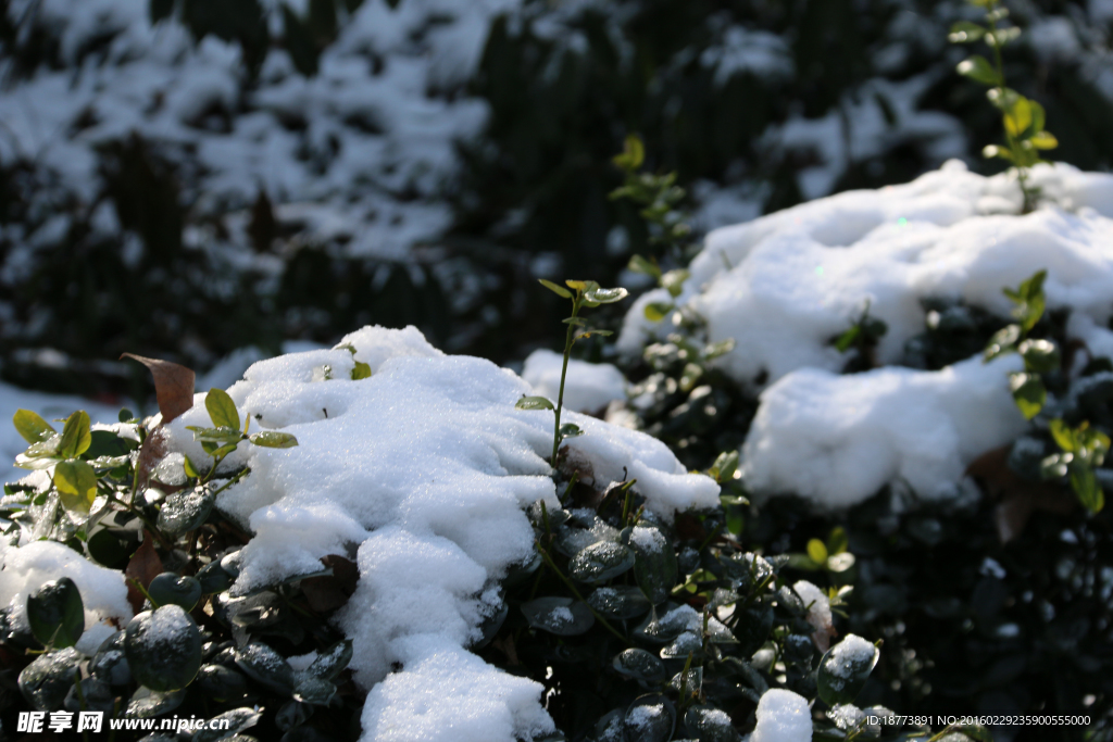 花草上的白雪