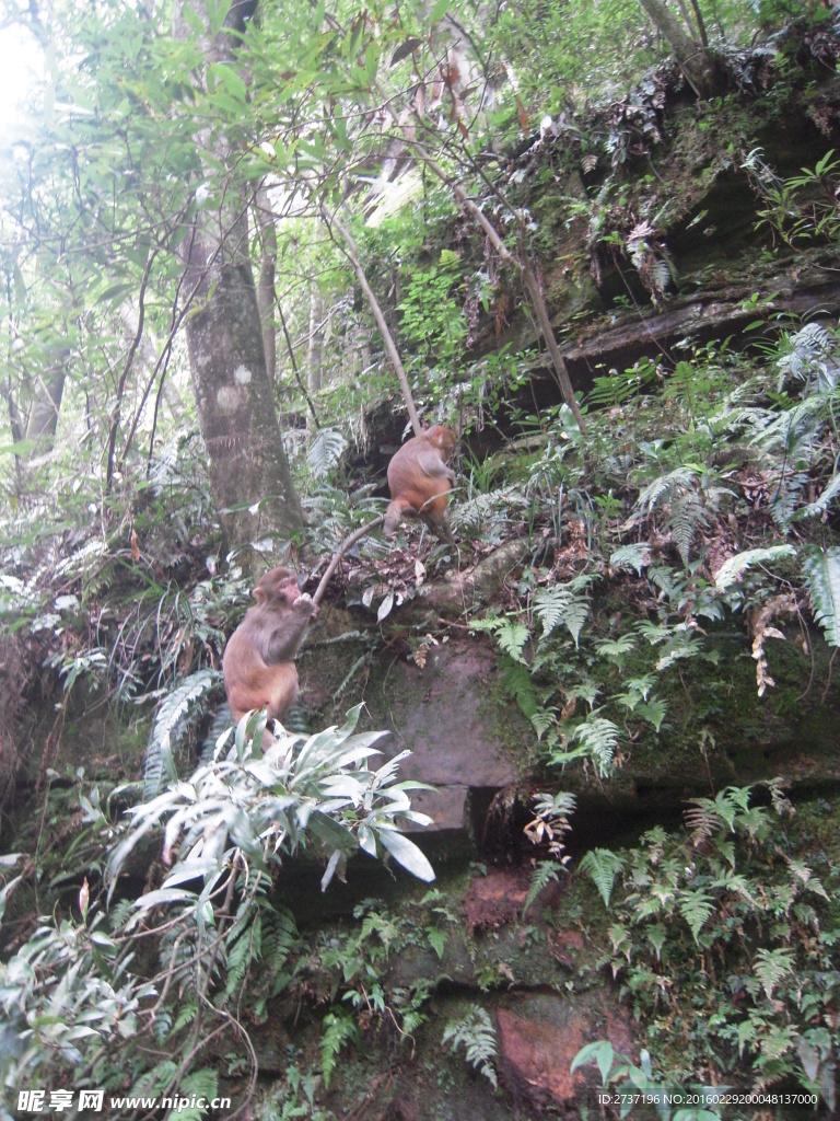 张家界国家森林公园