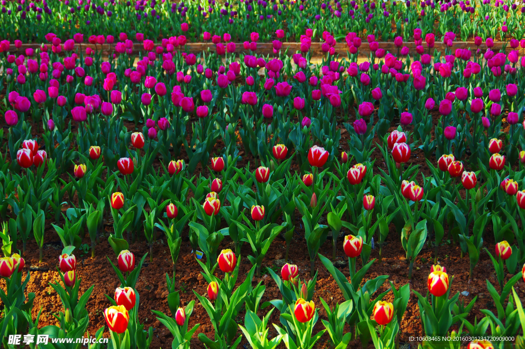 郁金香花田