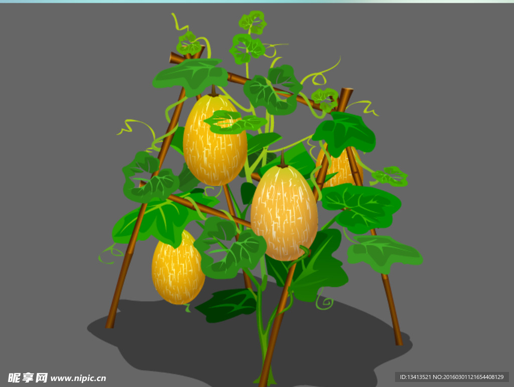 哈密瓜生长中的植物flash动