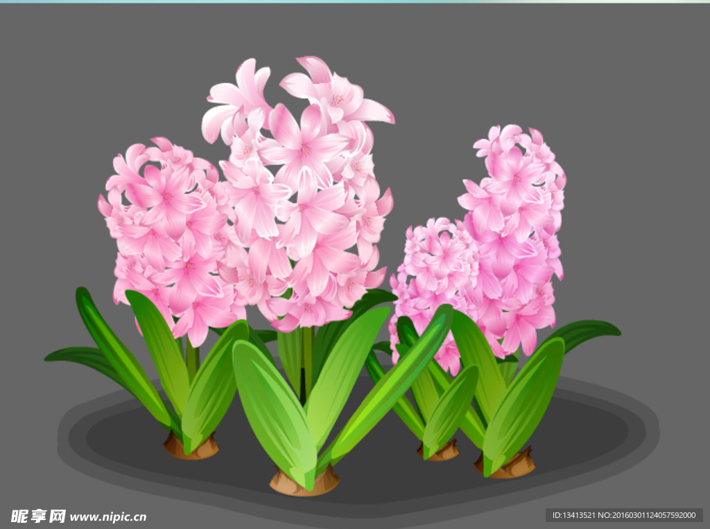 开花的风信子flash动画