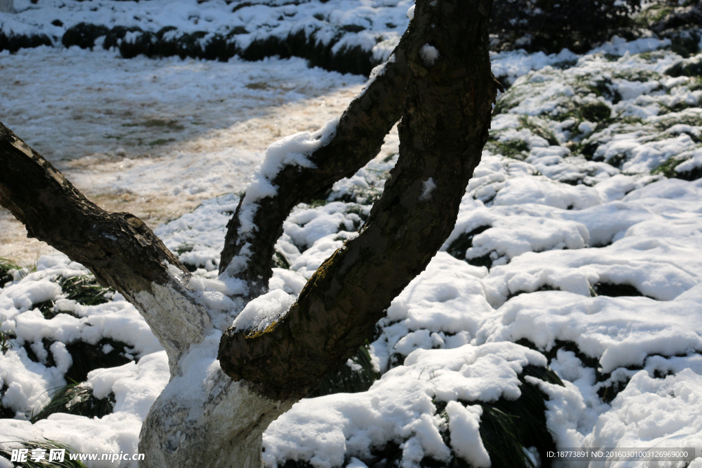 雪后的大树