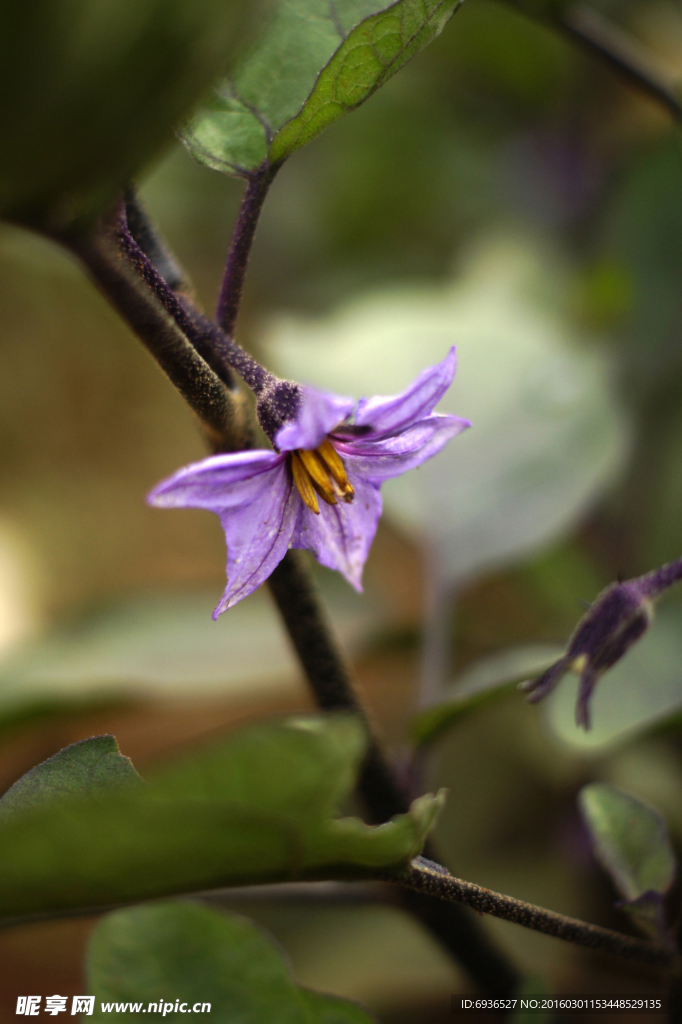 茄子花