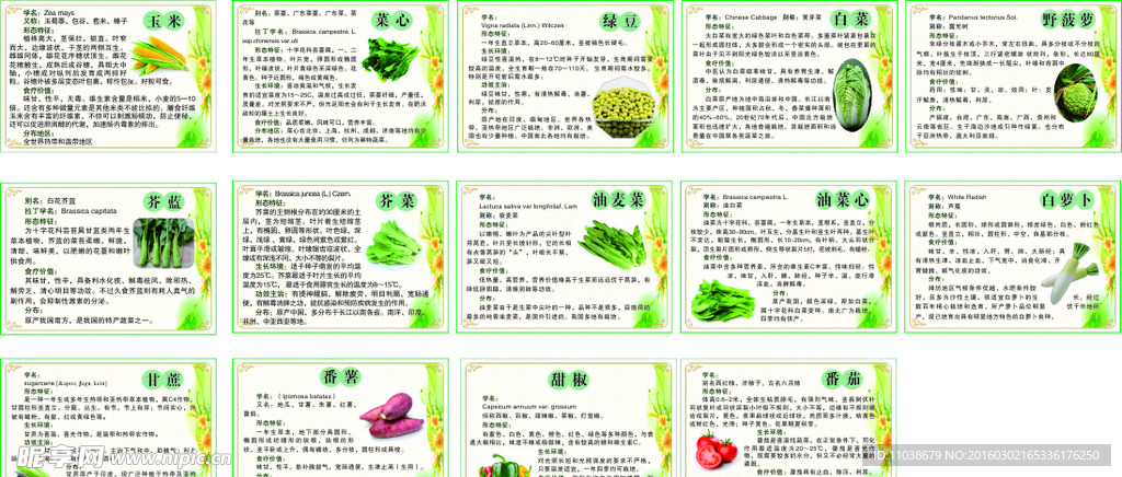 蔬菜简介挂牌