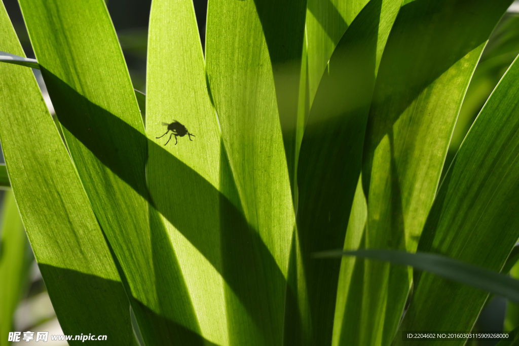 阳光绿叶映飞虫