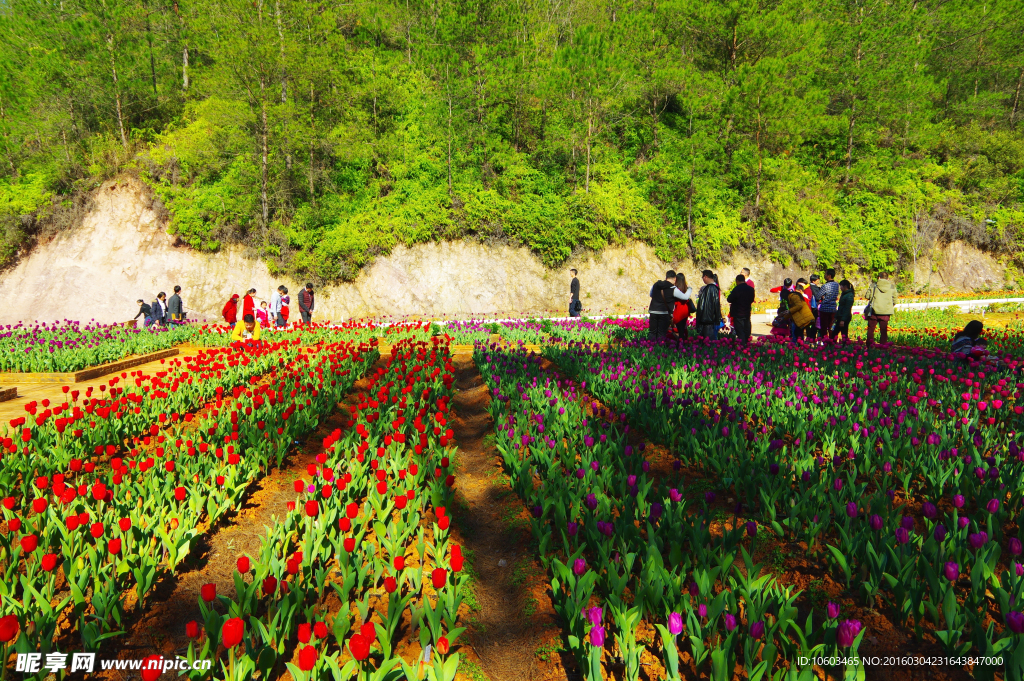 山谷郁金香 郁金香花田