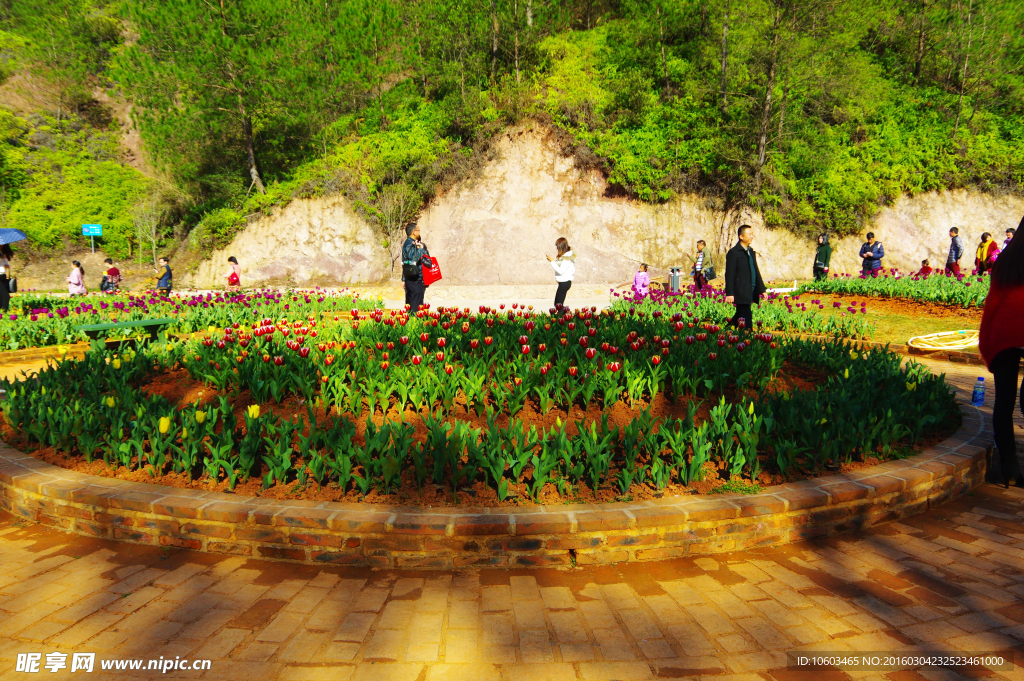 山谷郁金香 郁金香广场