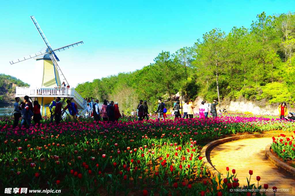 郁金香花 荷兰风情