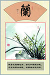 兰花展板