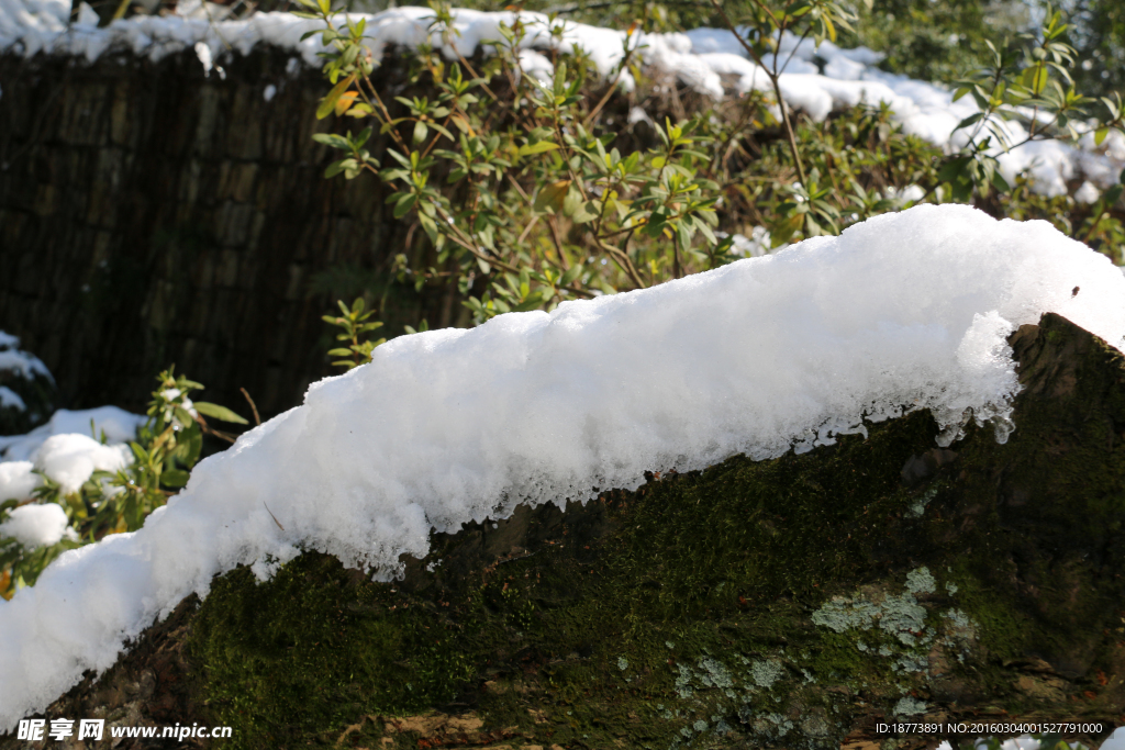 树上白雪
