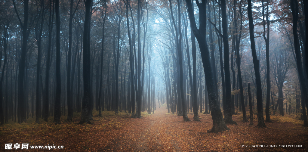 奥林匹克公园树林