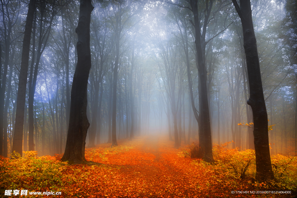 奥林匹克公园树林