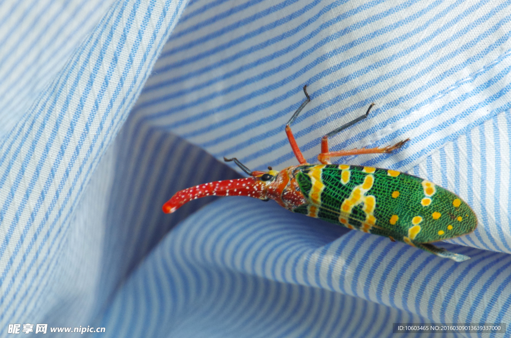 长鼻蜡蝉 龙眼鸡