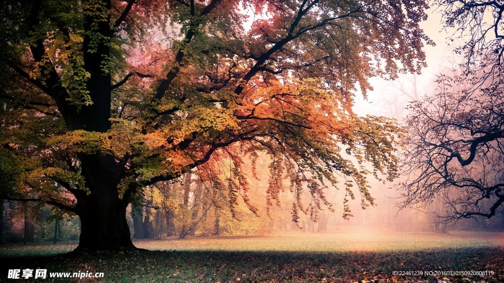 梦幻色大树森林