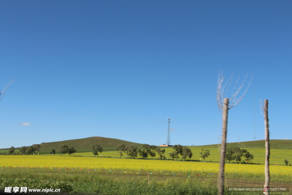 草原天路油菜花