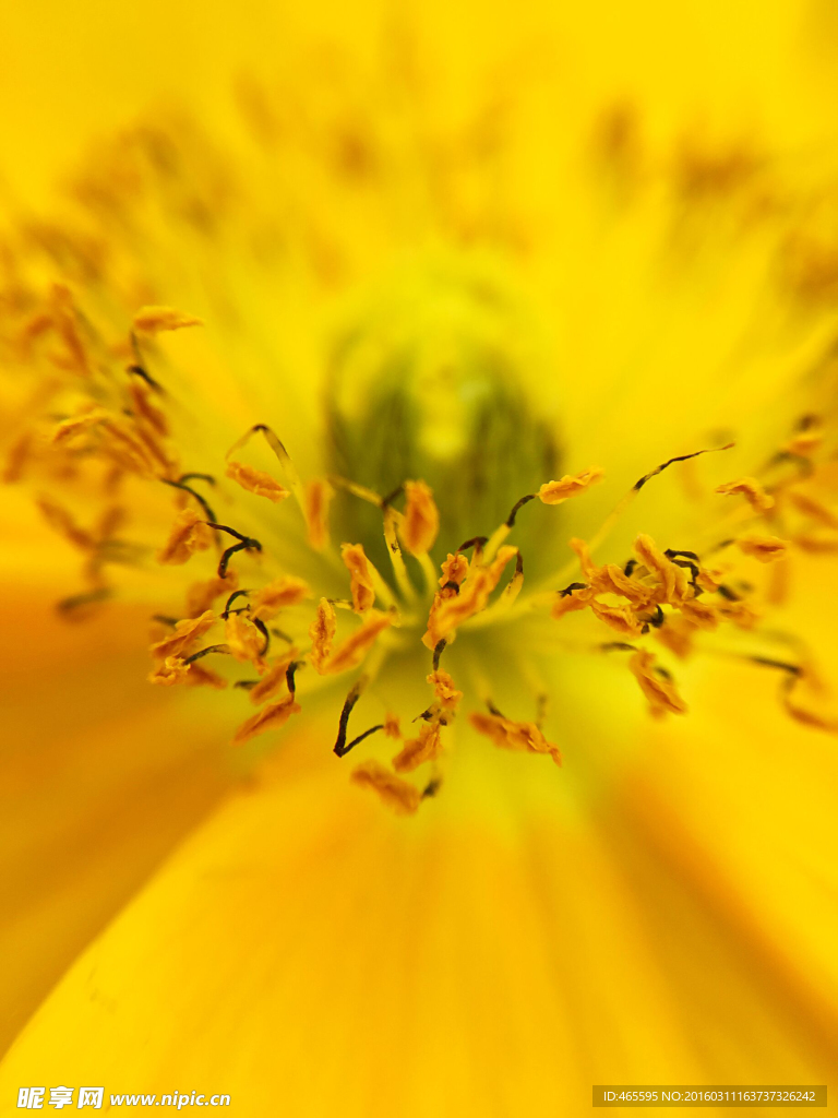 黄色迎春花花蕊