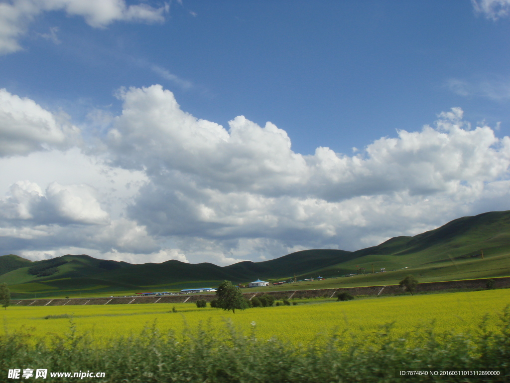 草原天路油菜花
