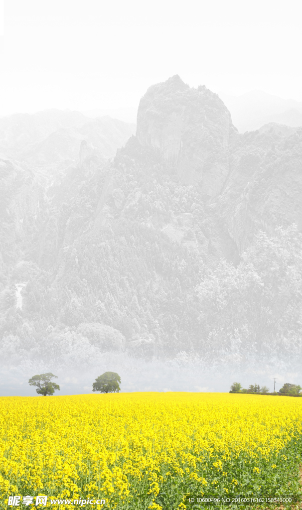 山峰下的油菜花