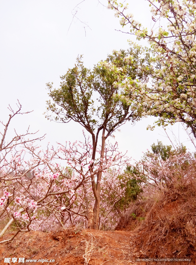 松林桃花
