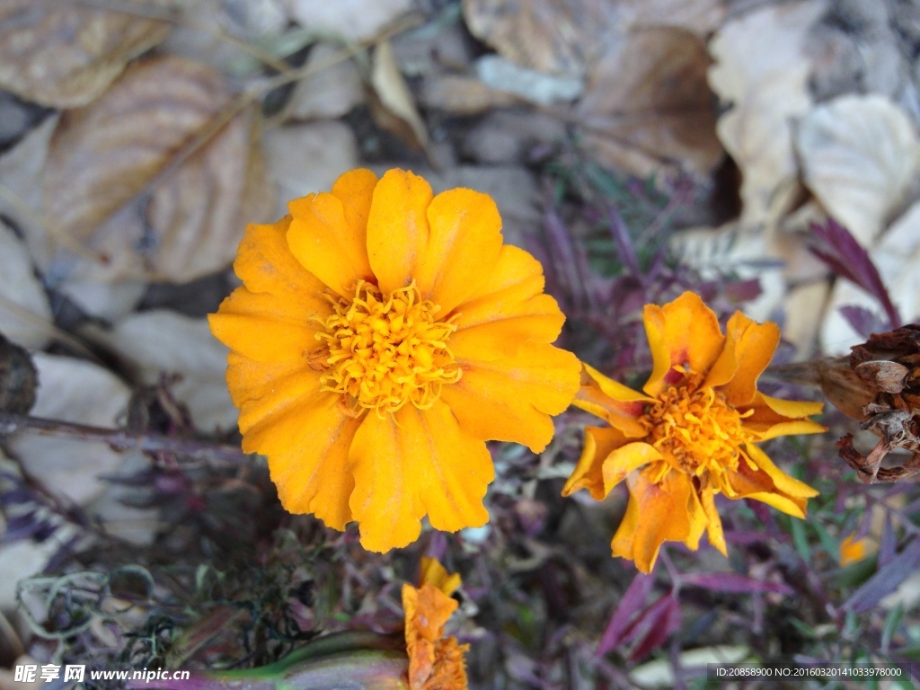 黄色花  紫薇花