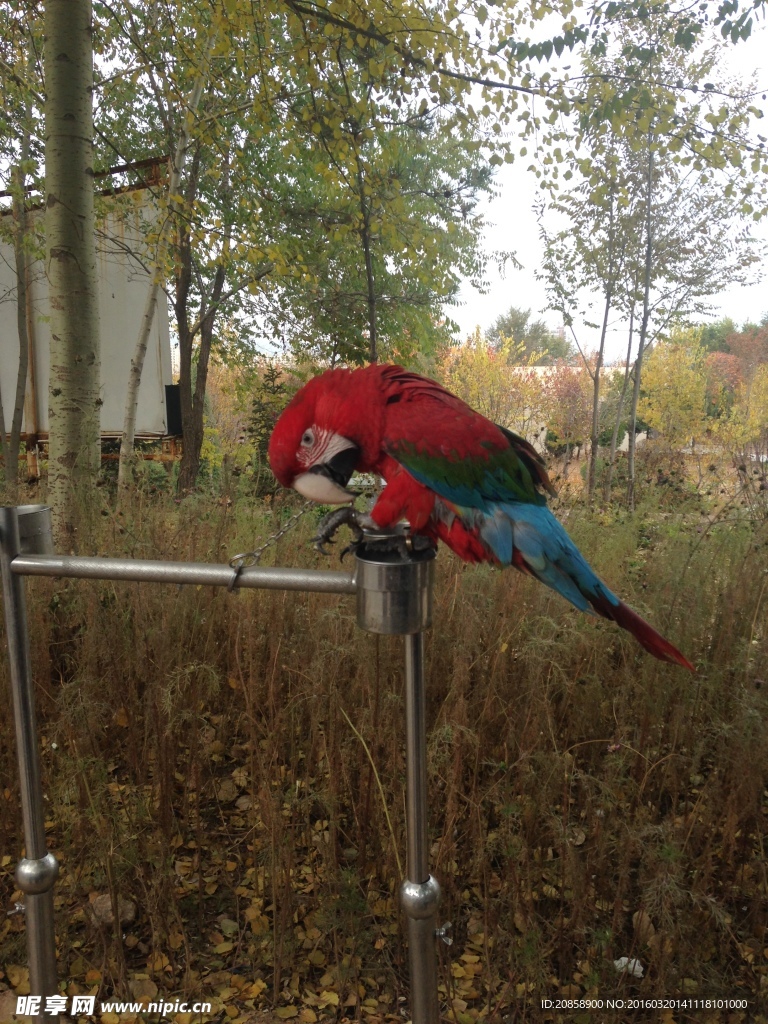 鹦鹉  红色鹦鹉