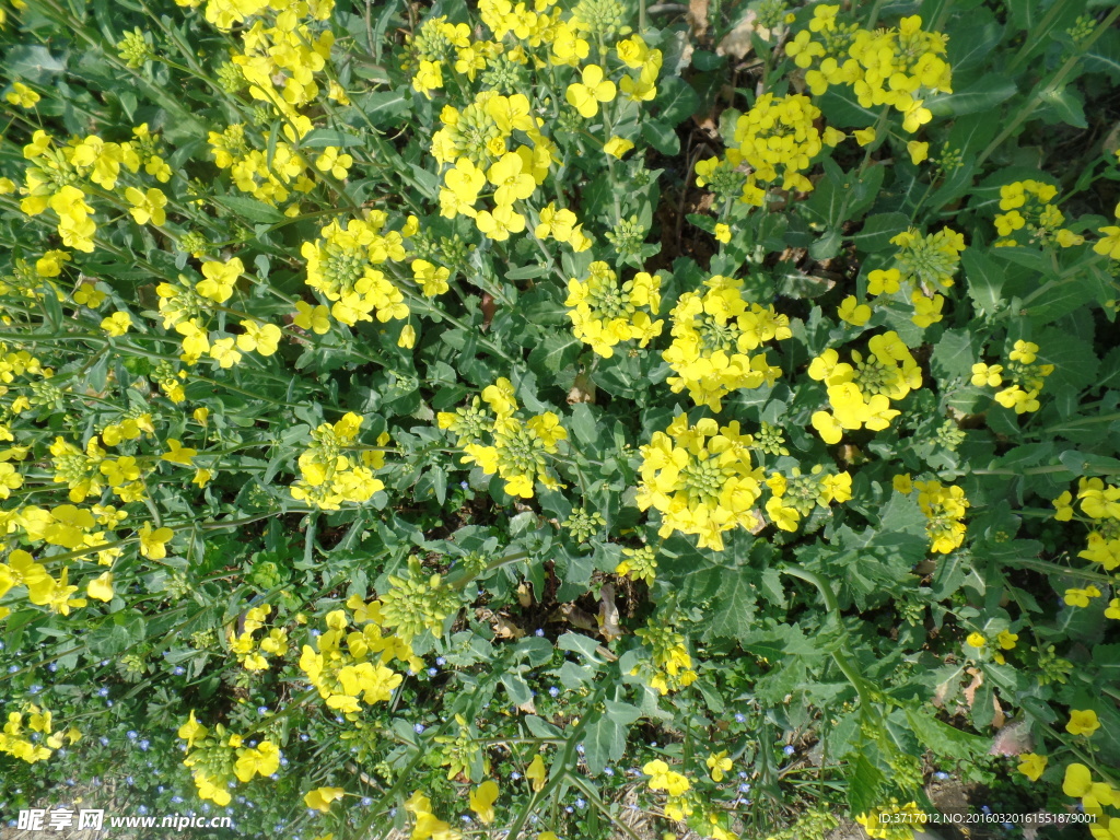 油菜花摄影