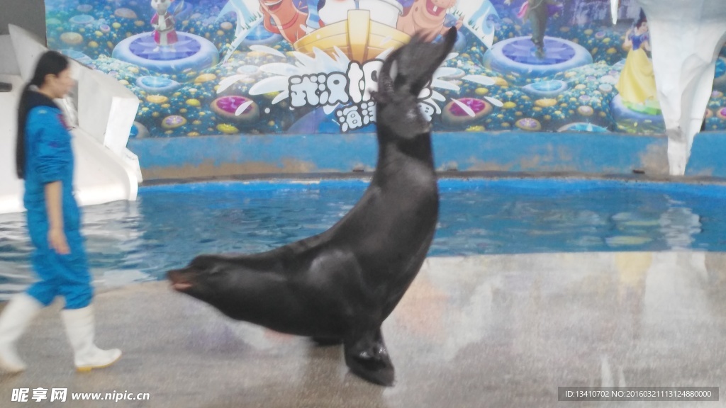 海狮表演
