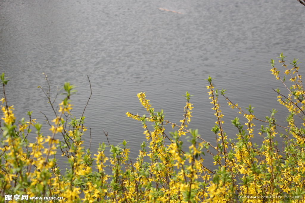 水边迎春花