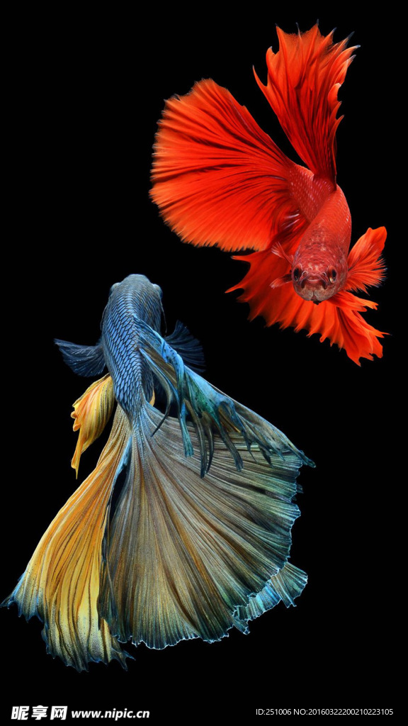 金斗鱼手机锁屏壁纸