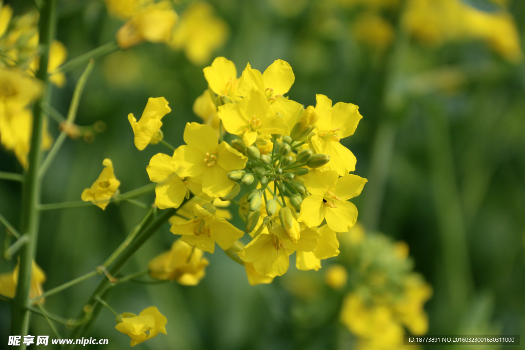 油菜花朵