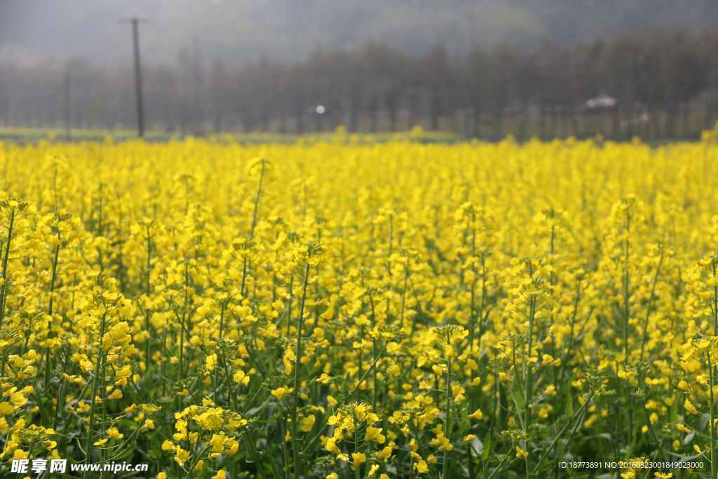 油菜花田