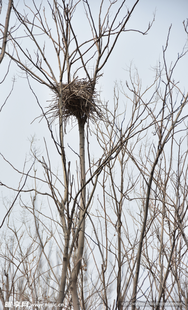 枯树-鸟窝