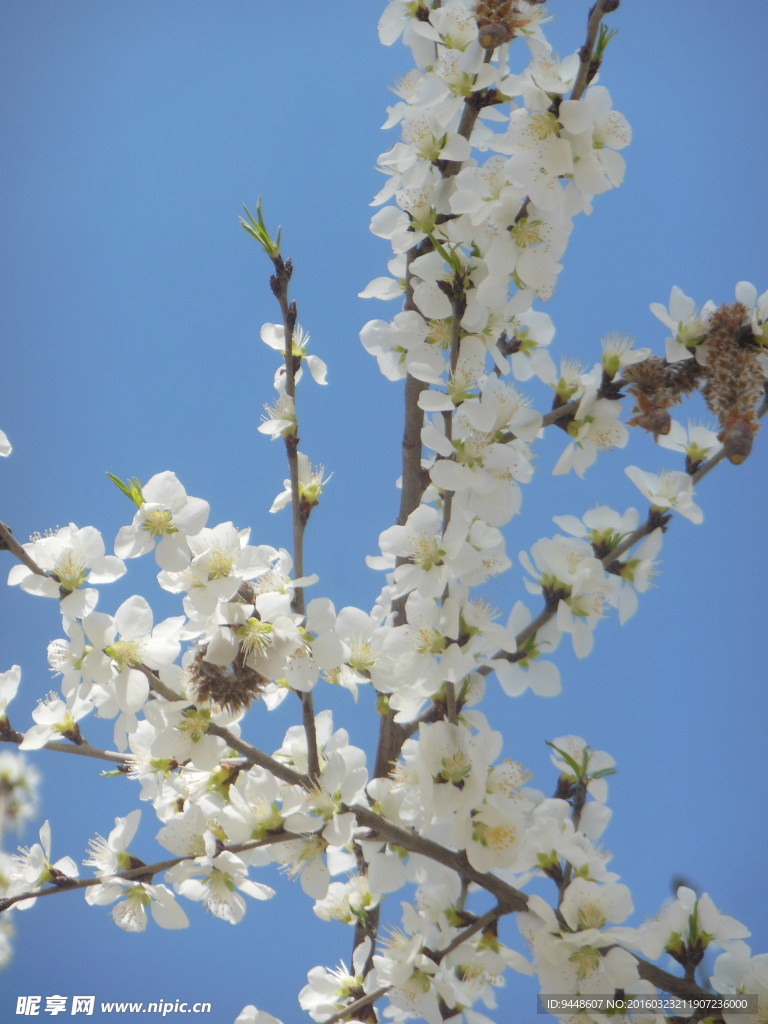 白色樱花