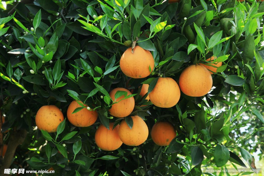 橙子 广柑 橘子 水果