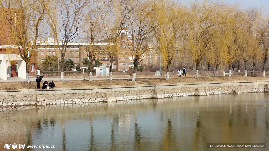 春天湖边的柳树