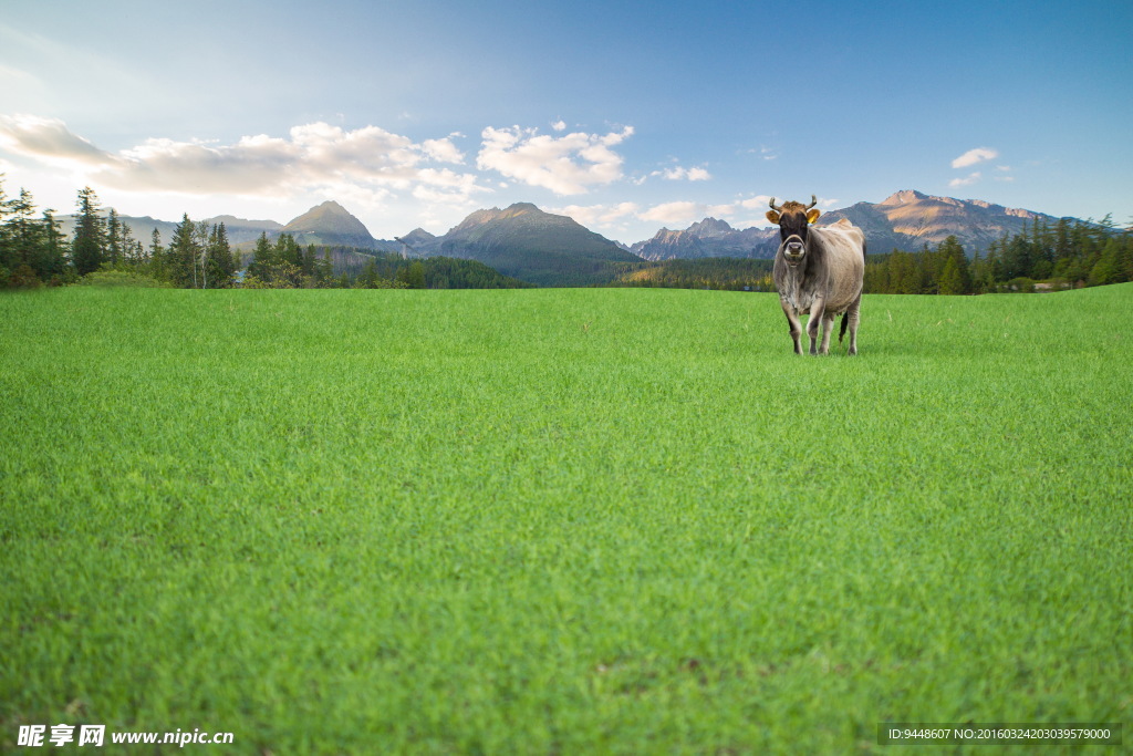 农场的奶牛图片