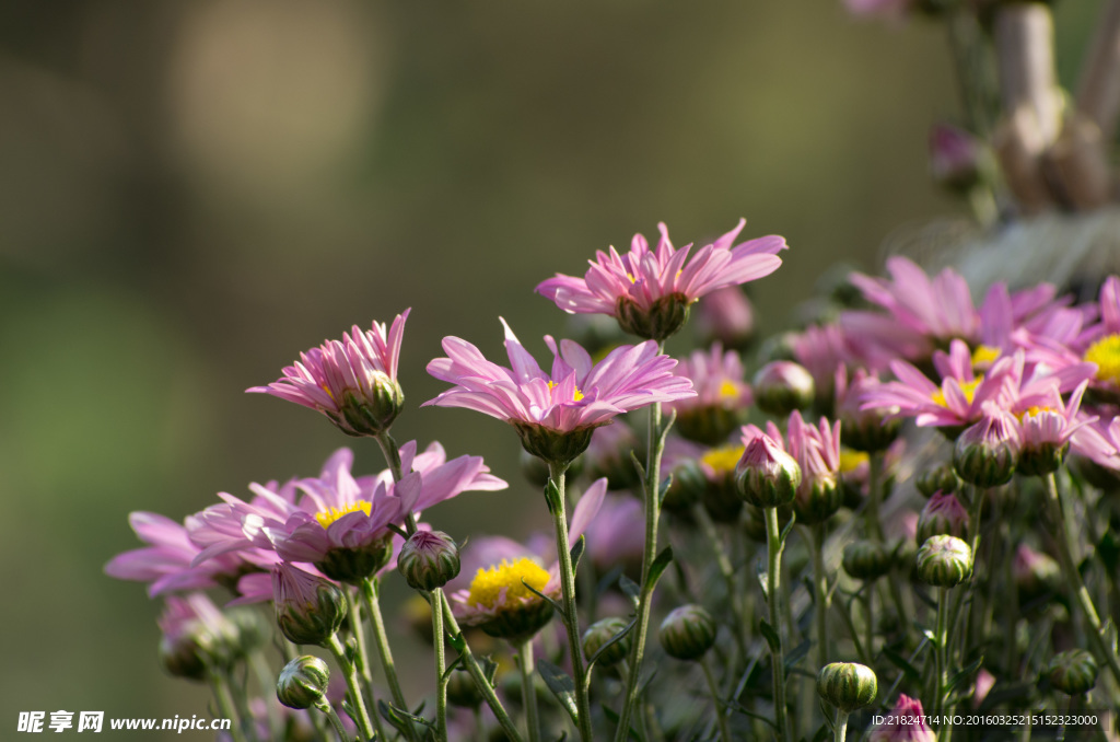 深圳东湖公园31届菊花展