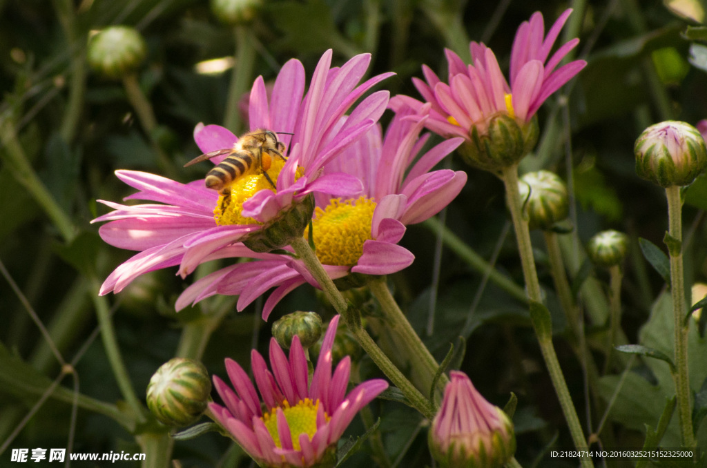深圳东湖公园31届菊花展