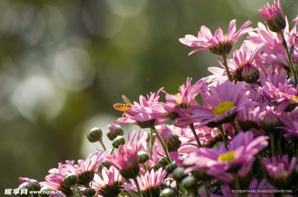 深圳东湖公园31届菊花展
