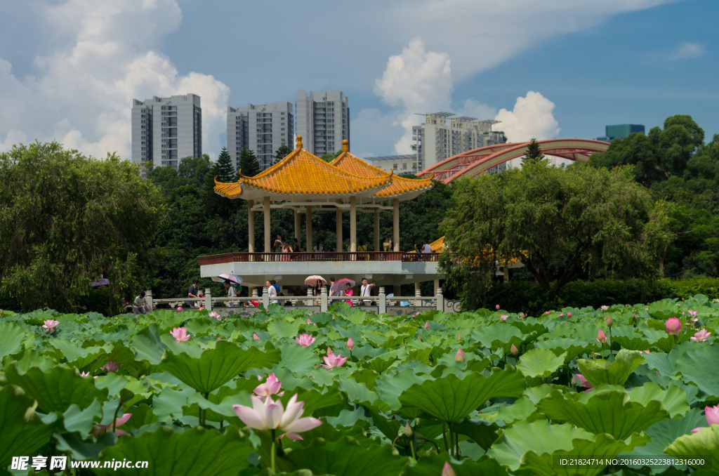 洪湖公园荷花凉亭