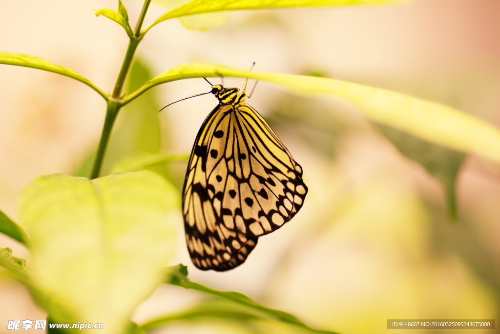 黄色调蝴蝶