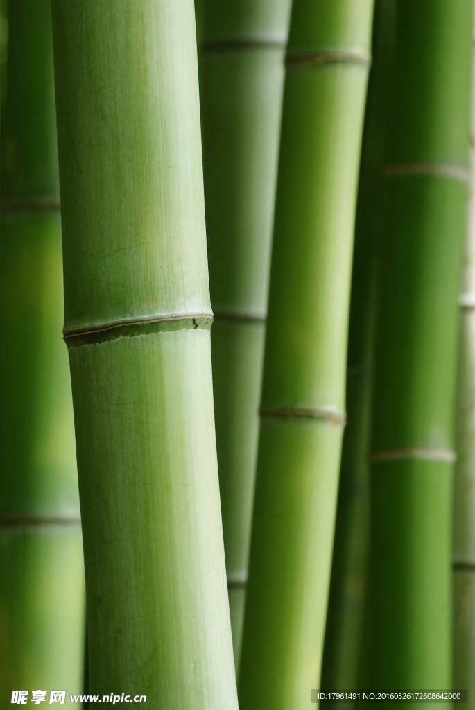 奥林匹克公园竹林