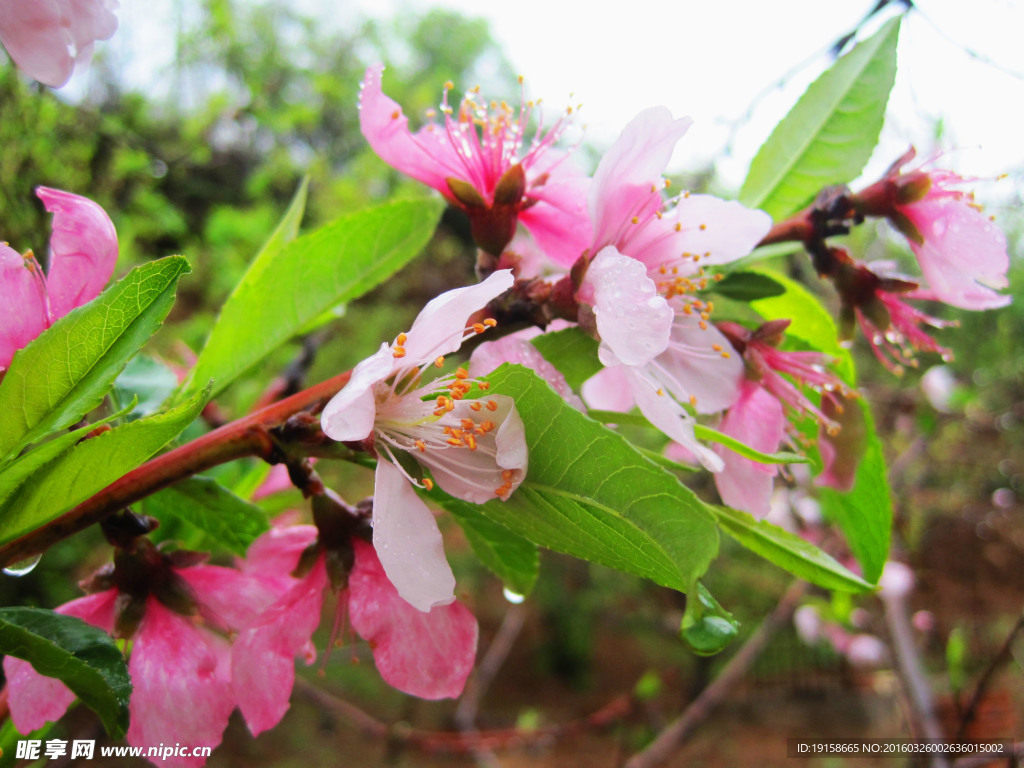 春雨 桃花