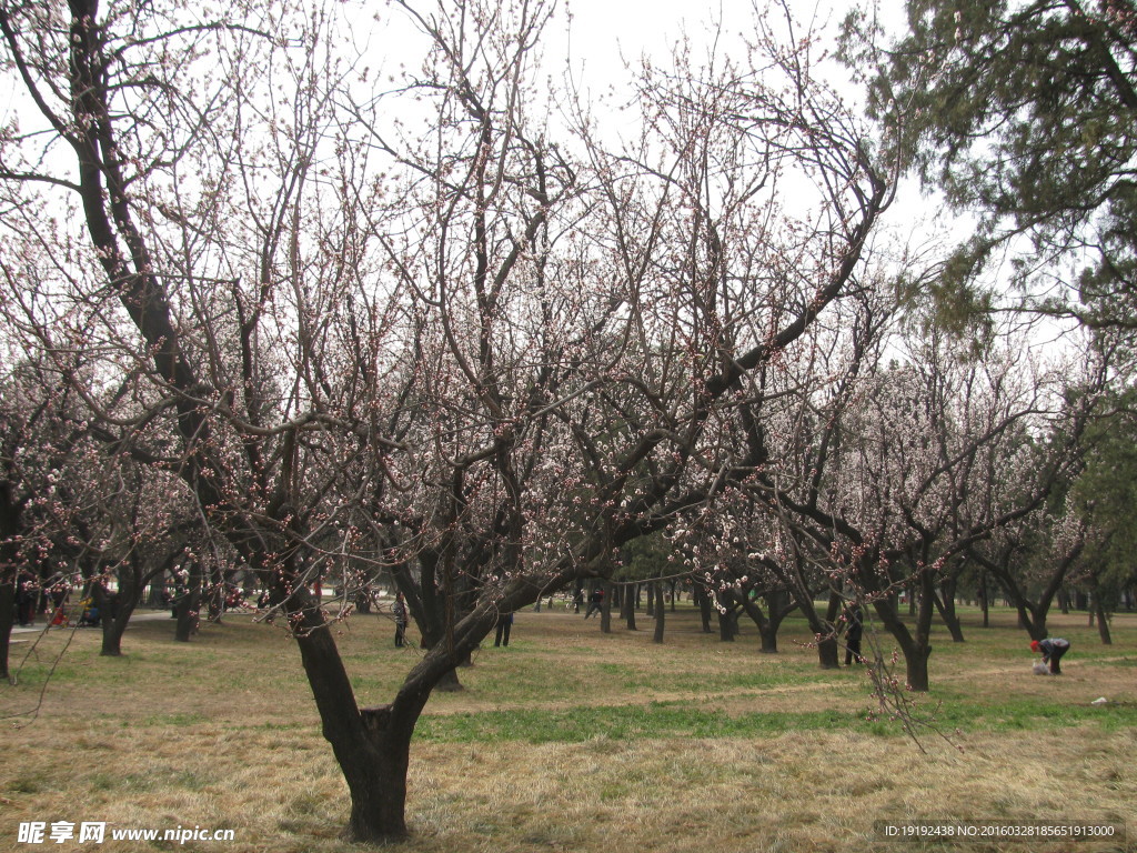 天坛杏树林